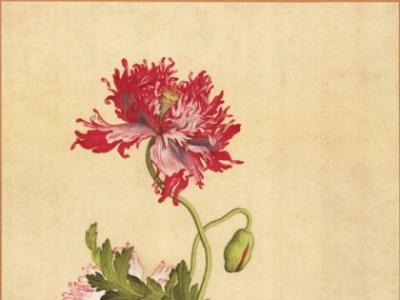 郎世宁16幅精美绝伦的《仙萼长春图册》(组图)